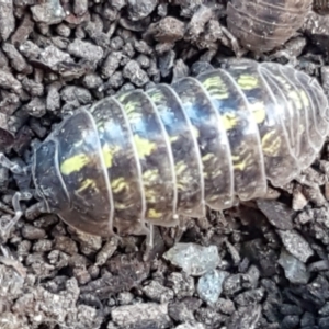 Armadillidium vulgare at Lyneham, ACT - 26 Mar 2021