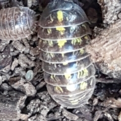 Armadillidium vulgare at Lyneham, ACT - 26 Mar 2021