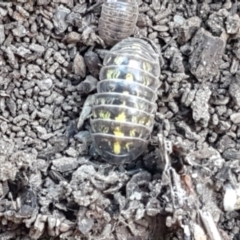 Armadillidium vulgare at Lyneham, ACT - 26 Mar 2021