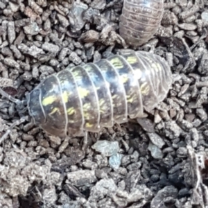 Armadillidium vulgare at Lyneham, ACT - 26 Mar 2021