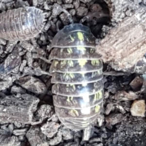 Armadillidium vulgare at Lyneham, ACT - 26 Mar 2021