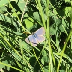 Zizina otis (Common Grass-Blue) at Holt, ACT - 25 Mar 2021 by KMcCue