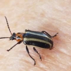 Lema bilineata (Leaf beetle) at Holt, ACT - 26 Mar 2021 by trevorpreston