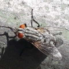 Sarcophagidae (family) (Unidentified flesh fly) at Holt, ACT - 26 Mar 2021 by trevorpreston