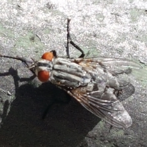 Sarcophagidae (family) at Holt, ACT - 26 Mar 2021