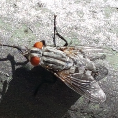 Sarcophagidae (family) (Unidentified flesh fly) at Holt, ACT - 26 Mar 2021 by trevorpreston