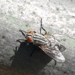 Sarcophagidae (family) at Holt, ACT - 26 Mar 2021