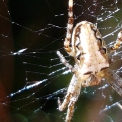 Plebs eburnus (Eastern bush orb-weaver) at Holt, ACT - 26 Mar 2021 by trevorpreston