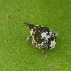 Mogulones larvatus (Paterson's curse crown weevil) at Holt, ACT - 26 Mar 2021 by trevorpreston