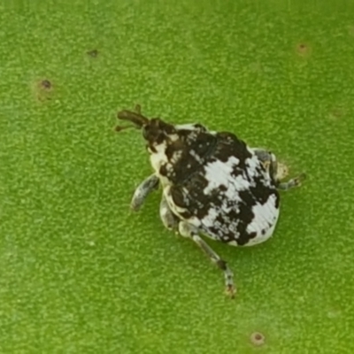 Mogulones larvatus (Paterson's curse crown weevil) at Holt, ACT - 26 Mar 2021 by tpreston