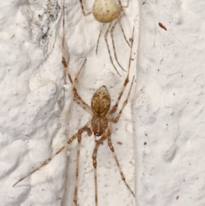 Cryptachaea gigantipes at Melba, ACT - 20 Mar 2021 09:30 PM