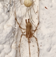 Cryptachaea gigantipes at Melba, ACT - 20 Mar 2021 09:30 PM