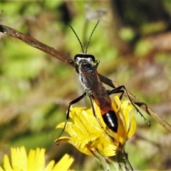 Podalonia tydei (Caterpillar-hunter wasp) at Paddys River, ACT - 26 Mar 2021 by JohnBundock