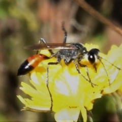 Podalonia tydei at Paddys River, ACT - 26 Mar 2021