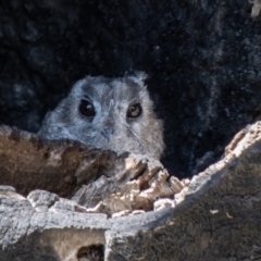 Aegotheles cristatus (Australian Owlet-nightjar) at Cooleman Ridge - 26 Mar 2021 by SWishart