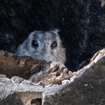 Aegotheles cristatus (Australian Owlet-nightjar) at Cooleman Ridge - 26 Mar 2021 by SWishart