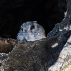 Aegotheles cristatus at Stromlo, ACT - 26 Mar 2021