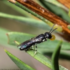 Hylaeus (Prosopisteron) minusculus (Hylaeine colletid bee) at Macgregor, ACT - 26 Mar 2021 by Roger