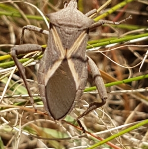 Mictis profana at Griffith, ACT - 26 Mar 2021 03:13 PM