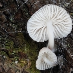 zz agaric (stem; gills white/cream) at Holt, ACT - 26 Mar 2021 by tpreston