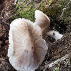 zz agaric (stem; gills white/cream) at Holt, ACT - 26 Mar 2021 04:50 PM