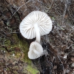 zz agaric (stem; gills white/cream) at Holt, ACT - 26 Mar 2021 04:50 PM