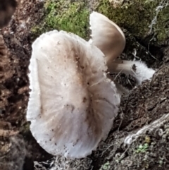 zz agaric (stem; gills white/cream) at Holt, ACT - 26 Mar 2021 04:50 PM