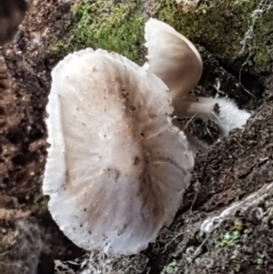 zz agaric (stem; gills white/cream) at Holt, ACT - 26 Mar 2021 04:50 PM