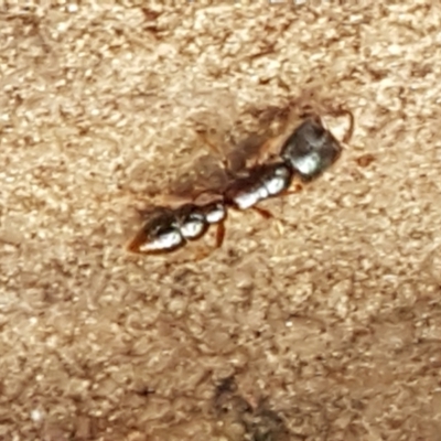 Amblyopone australis (Slow Ant) at Holt, ACT - 26 Mar 2021 by trevorpreston