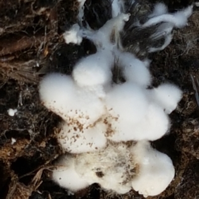 Unidentified Other fungus at Holt, ACT - 26 Mar 2021 by trevorpreston