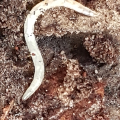 Unidentified Insect at Aranda Bushland - 26 Mar 2021 by trevorpreston