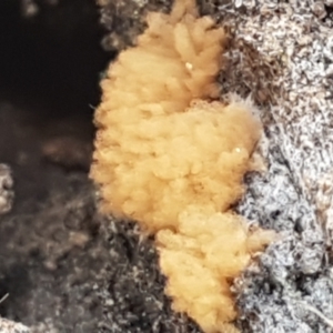 Arcyria sp. (genus) at Holt, ACT - 26 Mar 2021