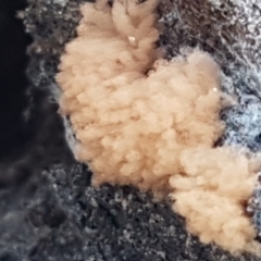 Arcyria sp. (genus) at Holt, ACT - 26 Mar 2021