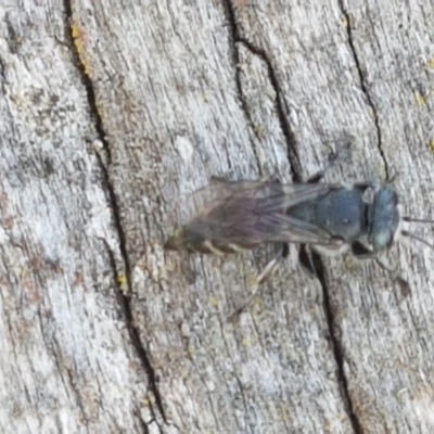 Crabronidae (family) (Sand wasp) at Holt, ACT - 26 Mar 2021 by trevorpreston