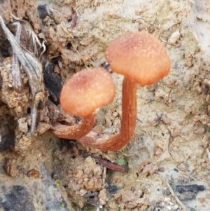 Laccaria sp. at Holt, ACT - 26 Mar 2021