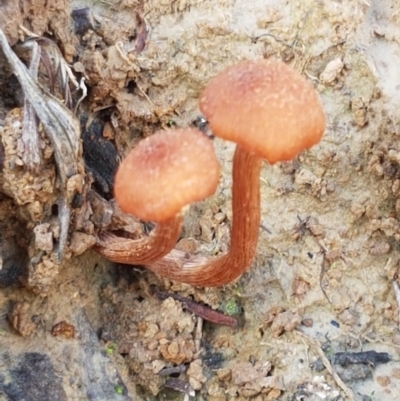 Unidentified Cap on a stem; gills below cap [mushrooms or mushroom-like] at Holt, ACT - 26 Mar 2021 by tpreston