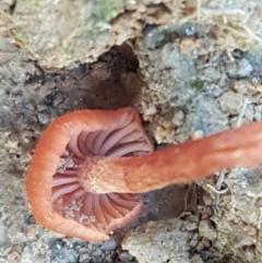 Laccaria sp. at Holt, ACT - 26 Mar 2021