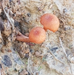 Laccaria sp. at Holt, ACT - 26 Mar 2021