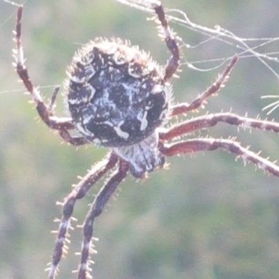 Backobourkia heroine (Heroic Orb-weaver) at Aranda Bushland - 26 Mar 2021 by trevorpreston