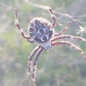 Backobourkia heroine at Holt, ACT - 26 Mar 2021 04:35 PM