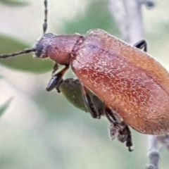 Ecnolagria grandis (Honeybrown beetle) at Aranda, ACT - 26 Mar 2021 by trevorpreston