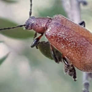 Ecnolagria grandis at Aranda, ACT - 26 Mar 2021