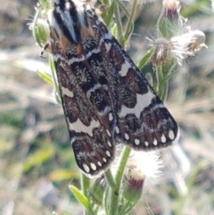 Apina callisto (Pasture Day Moth) at Holt, ACT - 26 Mar 2021 by trevorpreston