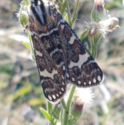 Apina callisto (Pasture Day Moth) at Aranda Bushland - 26 Mar 2021 by trevorpreston