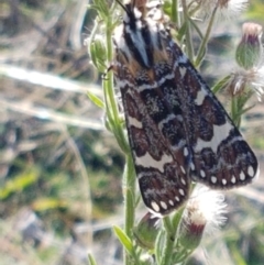 Apina callisto at Holt, ACT - 26 Mar 2021