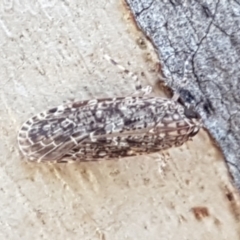 Unidentified Leafhopper & planthopper (Hemiptera, several families) at Holt, ACT - 26 Mar 2021 by tpreston