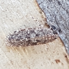 Unidentified Leafhopper or planthopper (Hemiptera, several families) at Holt, ACT - 26 Mar 2021 by tpreston