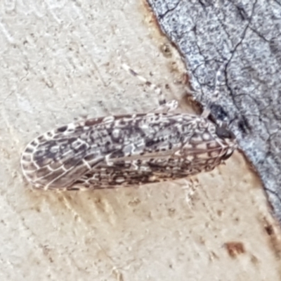 Unidentified Leafhopper & planthopper (Hemiptera, several families) at Aranda Bushland - 26 Mar 2021 by trevorpreston