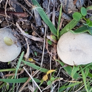 zz puffball at Holt, ACT - 26 Mar 2021 04:12 PM