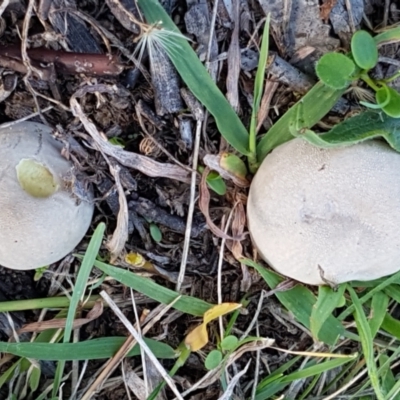 zz puffball at Aranda Bushland - 26 Mar 2021 by trevorpreston